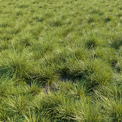 Lush Green Grass Field With Abundant Herbaceous Plants And Natural Greenery 3d model