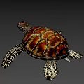 Colorful Sea Turtle With Red Brown Carapace And Spotted Flippers
