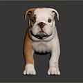 3D Bulldog Puppy Character With Orange And White Fur Standing On Shiny Surface