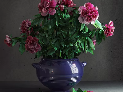Potted Plant with Pink and Red Peonies Green Leaves in Purple Vase Against Gray Background 3d model