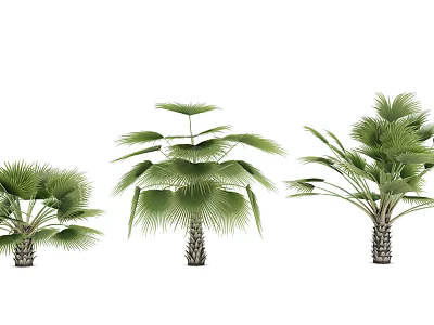 Various Palm Trees With Green Fronds And Textured Trunks In Natural Arrangement 3d model