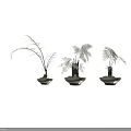 Three Fern Bonsai Potted Plants in Light Colored Pots on Gray Background