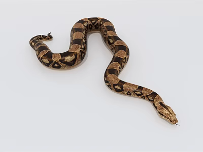 Brown and Black Patterned Reptile Snake with Curved Body on White Background 3d model