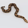 Brown and Black Patterned Reptile Snake with Curved Body on White Background