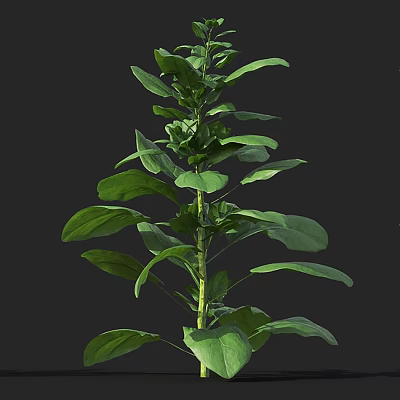 Modern spinach vegetable grain 3d model Modern spinach vegetable grain 3d model