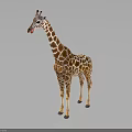 Realistic Giraffe Standing With Long Neck And Spotted Brown White Fur Pattern 3d model