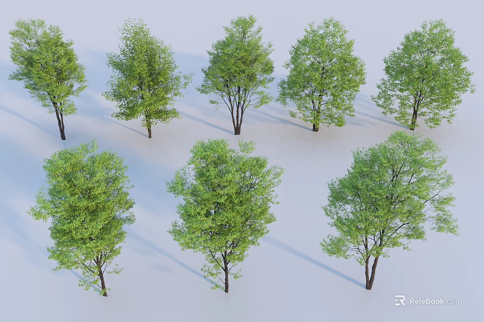 Arbor Trees With Various Green Foliage And Different Crown Shapes Isolated On White 3d model 