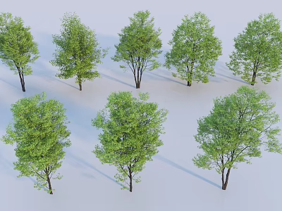 Arbor Trees With Various Green Foliage And Different Crown Shapes Isolated On White 3d model