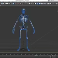 Organ System Human Skeleton Model With Anatomical Structure Educational
