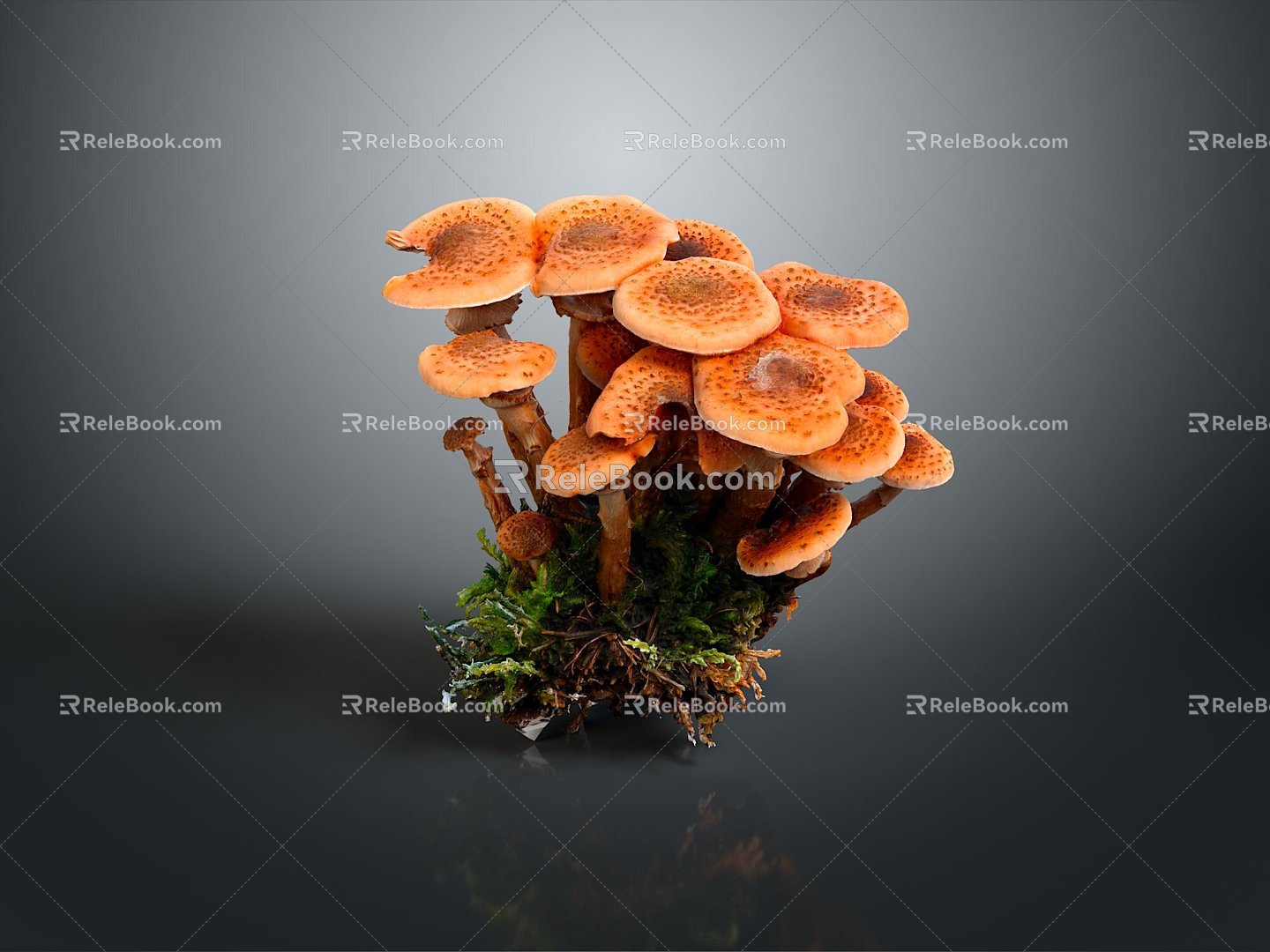 Mushrooms, straw mushrooms, poisonous mushrooms, plant mushrooms, mushrooms, ganoderma lucidum, tree mushrooms, vegetables, fruits and vegetables 3d model