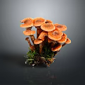 Vibrant Orange Cluster Mushrooms With Fresh Green Moss At Their Roots