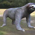 Sloth In Natural Grassland Habitat With Sharp Claws And Gray Fur