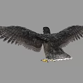 Falcon with Patterned Feathers Spreading Wings and Yellow Talons on Gray Background