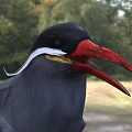 Black Feathered Seabird With Red Beak And White Eye Stripe Standing On Grassland