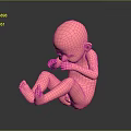 Detailed Pink Human Fetus Model in Crouched Position 3D Medical Rendering