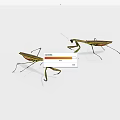 Two Green Reptile Lizards With Long Legs And Slender Bodies In Natural Stance