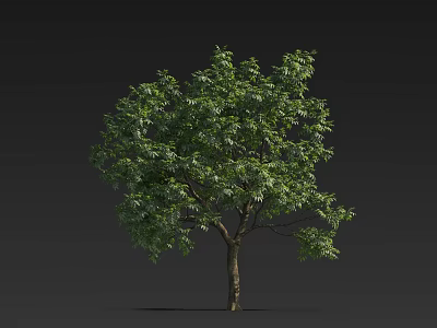 Lush Green Tree With Dense Foliage And Slender Trunk On Dark Background 3d model