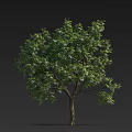 Lush Green Tree With Dense Foliage And Slender Trunk On Dark Background 3d model