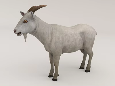 Realistic 3D Model of White Goat With Brown Horns Standing On White Background 3d model