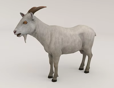 Realistic 3D Model of White Goat With Brown Horns Standing On White Background 3d model