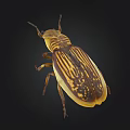 Yellow And Brown Striped Beetle With Detailed Exoskeleton Texture On Black Background