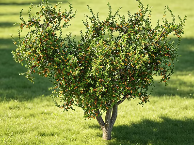 Arbor Tree With Lush Green Foliage And Red Fruits In Sunlit Grass Field 3d model