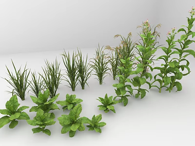 Different Types of Green Agricultural Crops Including Grasses and Leafy Plants 3d model