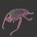 Colorful Decorative Beetle With Green Back Red Spots And Orange Legs