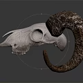 White Ram Skull Decorative Ornament Set With Textured Brown Horns For Home Decor