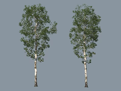 Two Birch Trees With White Trunks And Lush Green Leaves In Natural View 3d model