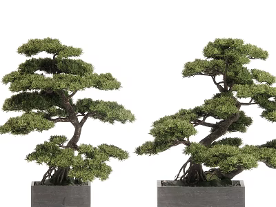 Bonsai Trees With Twisted Trunks Exposed Roots And Green Foliage In Square Pots 3d model