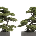 Bonsai Trees With Twisted Trunks Exposed Roots And Green Foliage In Square Pots