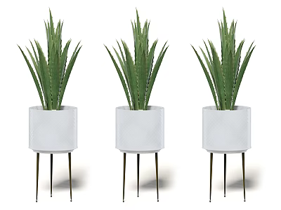 Three Potted Plants With White Pots And Metal Legs Long Green Leaves 3d model