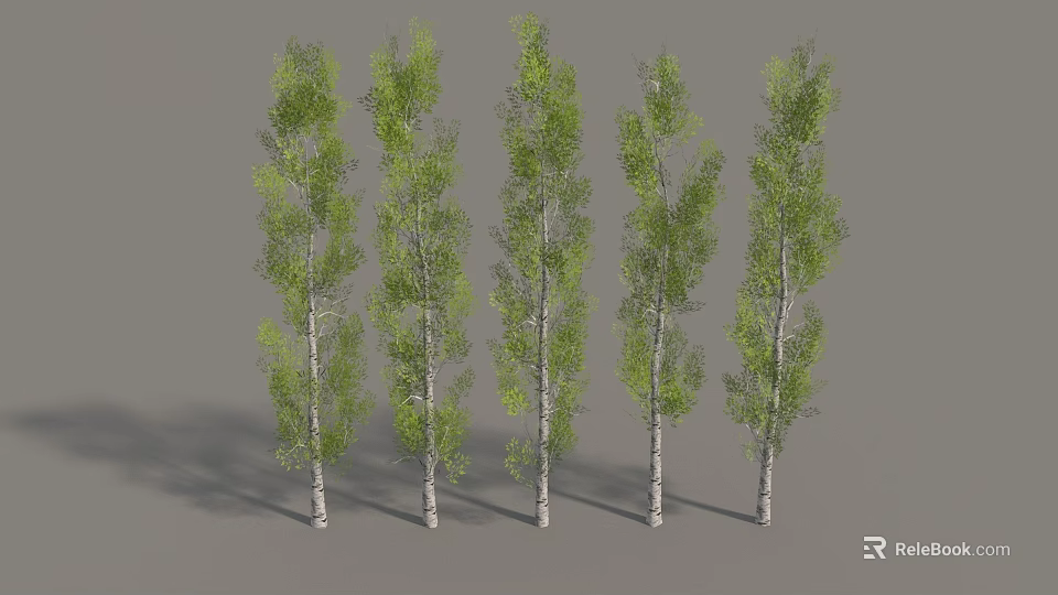 Five Tall Trees With White Trunks And Green Leaves Arranged In A Row 3d model 