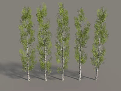 Five Tall Trees With White Trunks And Green Leaves Arranged In A Row 3d model