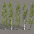 Five Tall Trees With White Trunks And Green Leaves Arranged In A Row