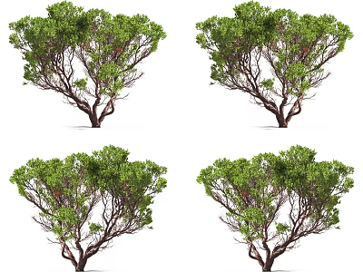 Vibrant Green Arbor Showcasing Brown Branches And Dense Leaves In Various Views 3d model