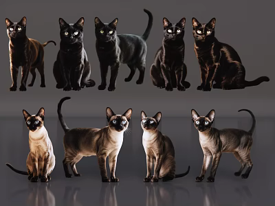 2D Pet Cat Pet Mumbai Cat Kitten Home Pet 3d model