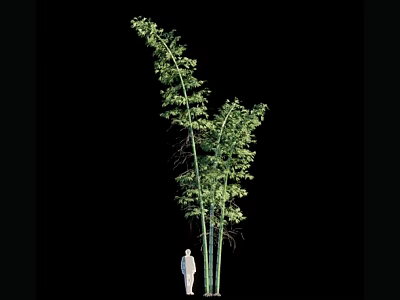 Tall Bamboo Plant with Lush Green Leaves and Human Figure Silhouette 3d model