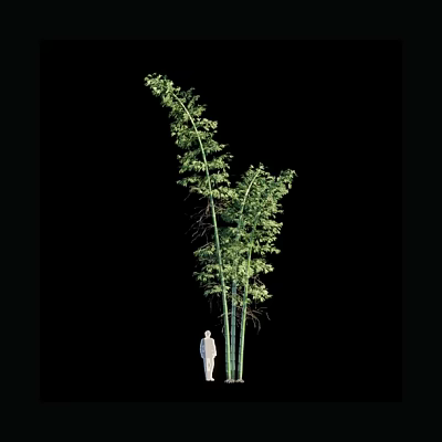 Tall Bamboo Plant with Lush Green Leaves and Human Figure Silhouette 3d model
