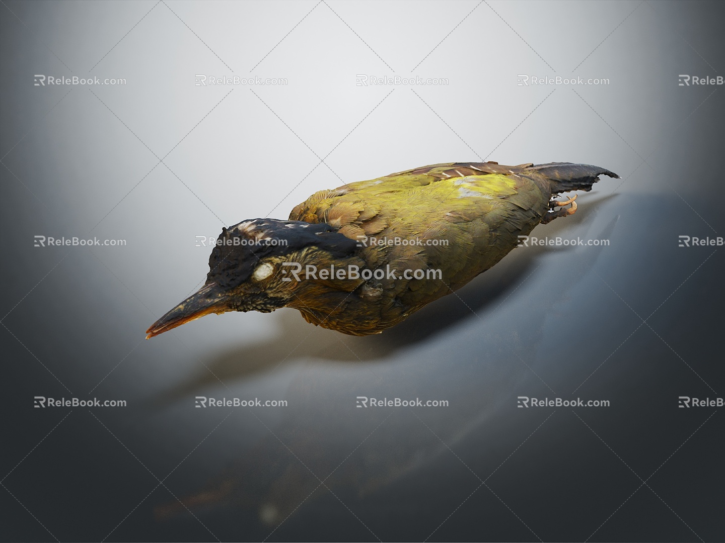 Modern woodpecker birds 3d model