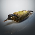 Modern woodpecker birds 3d model