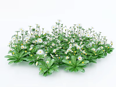 Beautiful Bunch of Small White Flowers With Yellow Centers Green Leaves and Stems 3d model