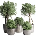 Stylish Indoor Potted Plants With Various Green Foliage And Decorative Concrete Pots