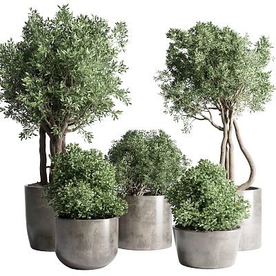 Stylish Indoor Potted Plants With Various Green Foliage And Decorative Concrete Pots 3d model