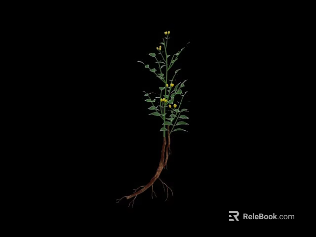Green Leafy Plant With Yellow Small Flowers And Visible Roots On Black Background 3d model 