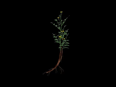Green Leafy Plant With Yellow Small Flowers And Visible Roots On Black Background 3d model