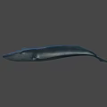 Realistic Blue Whale 3D Model With Smooth Surface On Black Background 3d model