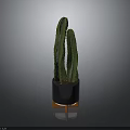 Green Cactus Plant In Black Planter With Orange Legs On Reflective Surface