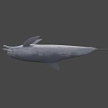 Game Movie Character White Dolphin 3D Render with Animated Realistic Design 3d model